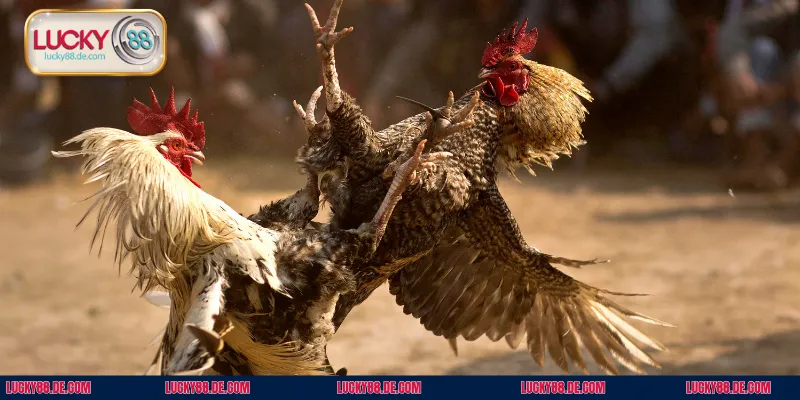 Điểm danh một số giống chiến kê sẽ tham gia thi đấu với cựa sắt